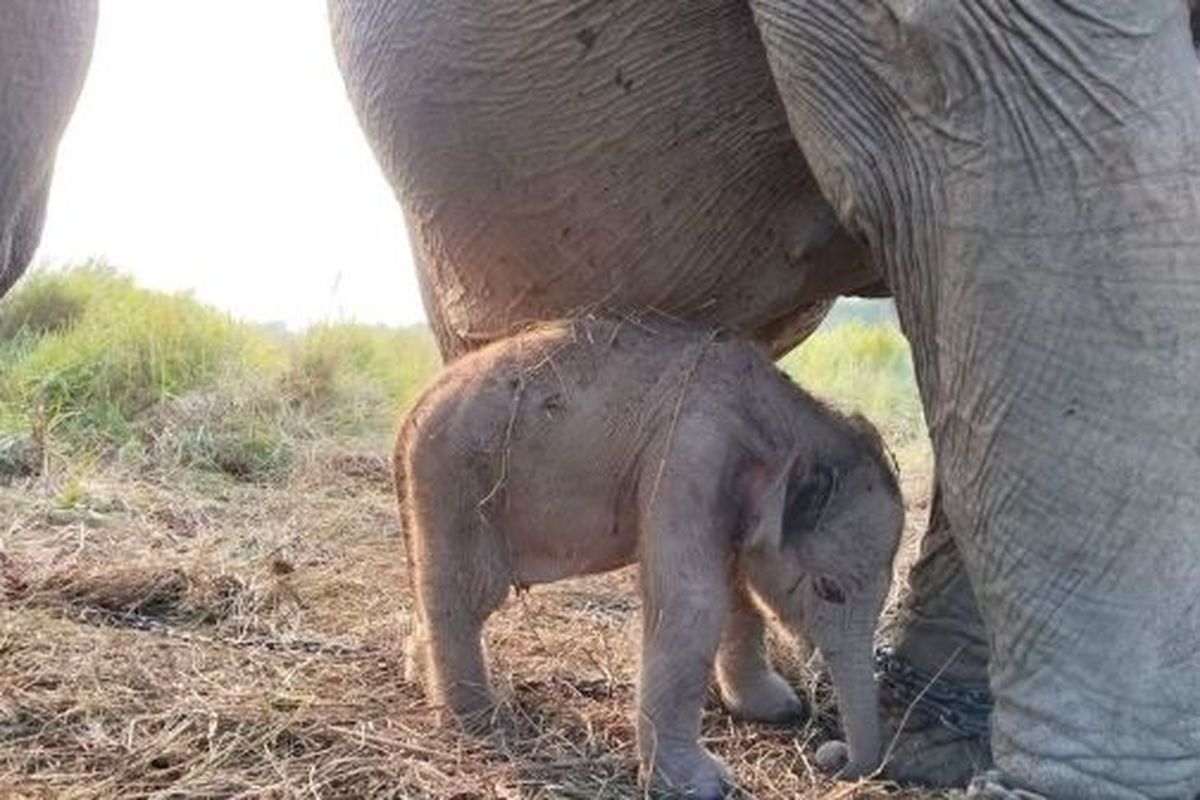 Kelahiran Bayi Gajah Sumatera Hiasi Perayaan HUT RI ke-81 di Bumi Sriwijaya