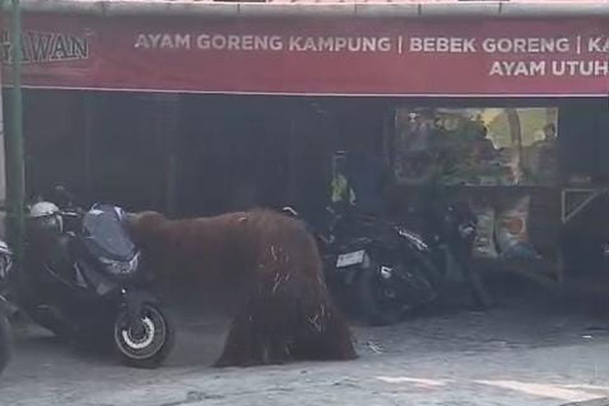 Heboh Orangutan Solo Safari Keluar Kandang, Jelajahi Area Publik Jebres