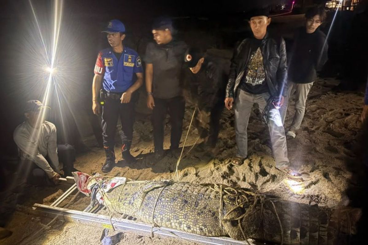 Buaya Muara Tiga Meter Berhasil Diamankan di Pantai Cihara, Ancaman bagi Pengunjung Teratasi
