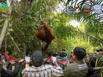 Tiga Orang Utan Terpaksa Dievakuasi Akibat Kebakaran Hutan dan Lahan di Ketapang Kalbar