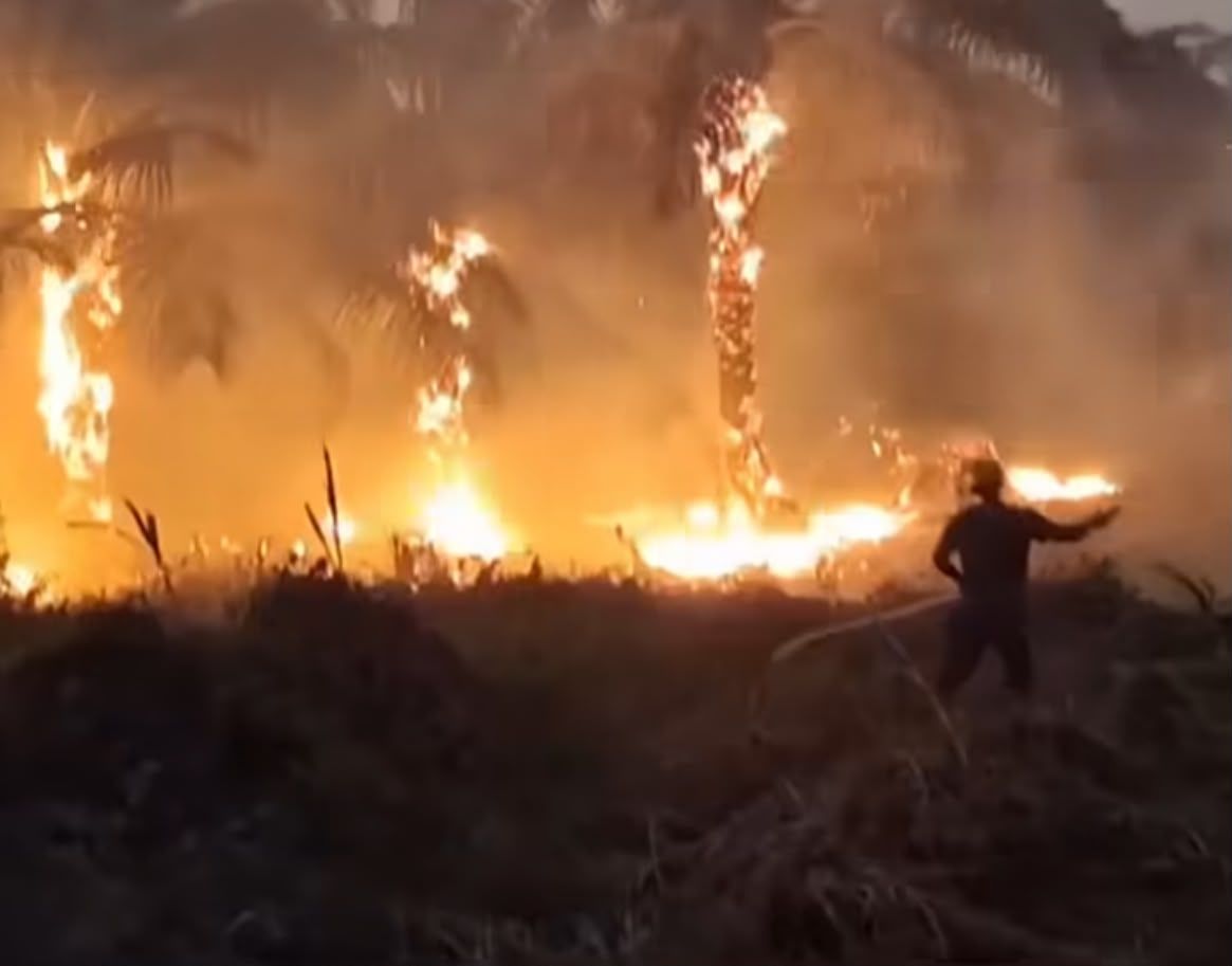 Karhutla Meluas ke Papua, Ribuan Hektare Lahan Terbakar di Fakfak dan Nabire
