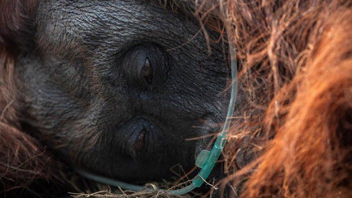 Orangutan Sampurna Pulihkan Pernapasan Pasca Selamat dari Karhutla
