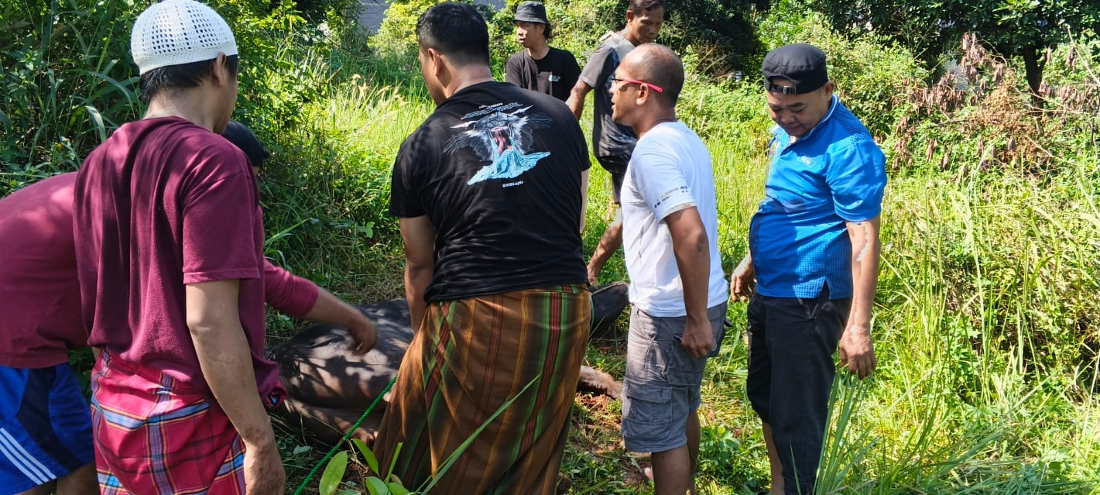 Bogor Media Siber Network Potong Sapi Kurban dari Bupati Rudy