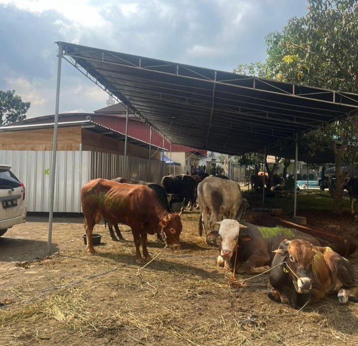 Perantau Lampung di Kota Bandung Sembelih 3 Ekor Sapi Kurban Kapolda Jabar