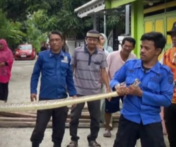 Damkarmat Selayar Berhasil Lumpuhkan Ular Piton Sepanjang 4 Meter di Kawasan Padat Penduduk