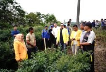 Bupati Pakpak Bharat Panen Cabai Merah di Pekarangan Kantor Pol PP Damkar