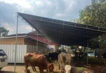 Perantau Lampung di Kota Bandung Sembelih 3 Ekor Sapi Kurban Kapolda Jabar